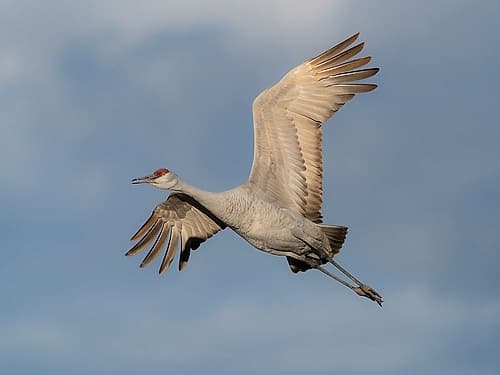 Sandhill crane calling while flying, Bernardo Wildlife Area, New Mexico Art Print